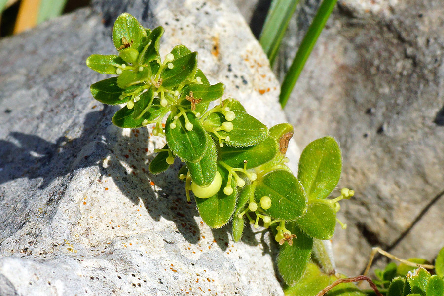 Cruciata glabra subsp. hirticaulis / Crocettona glabra